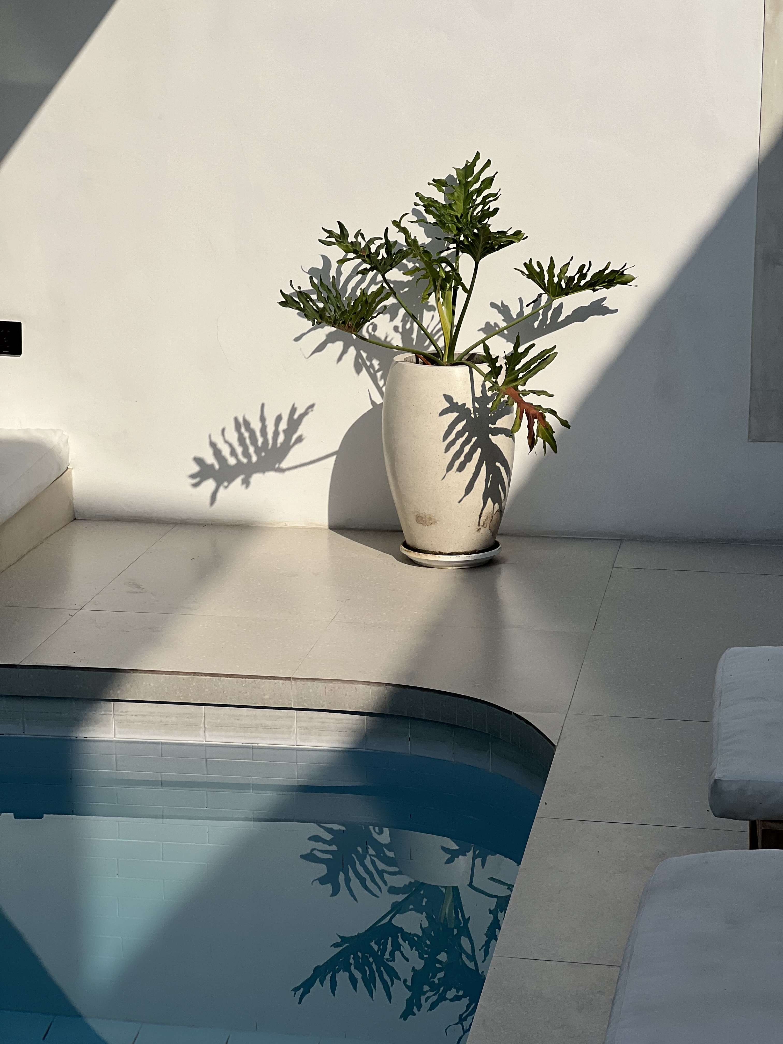 Tropical plant in a white ceramic pot by a pool edge, its leaf shadows cast dramatically on a sunlit white wall